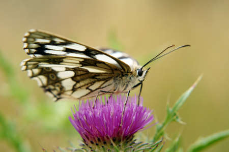 The nature photography of a butterfly, Marbled white, Melanargia galathea on a thistle flower       ...