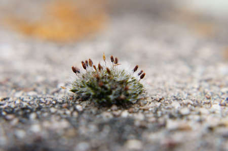 The close up of moss on a wall                 