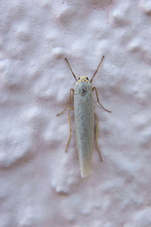 The macro close-up of a moth, lichens bear on a house facade           の写真素材
