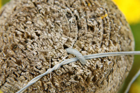 The macro closeup of a wood pile with a nailed wire                  