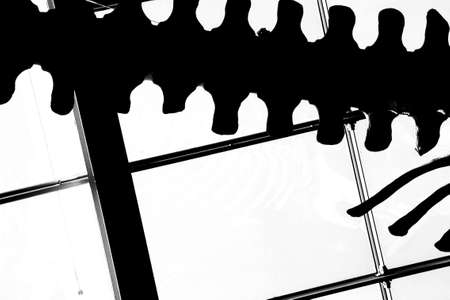 The skeleton of a vertebrate, whale, in front of a glass roof                       