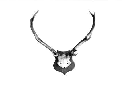 an isolated deer antlers, which was nailed on a wall                     の写真素材