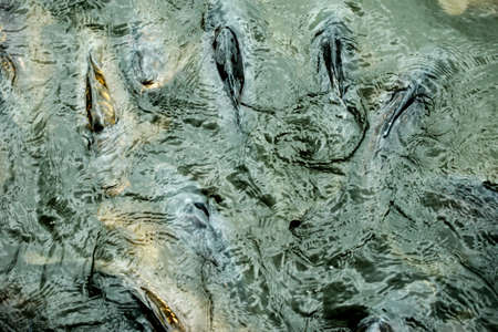 The photography of many carp on the surface of a pond                       の写真素材