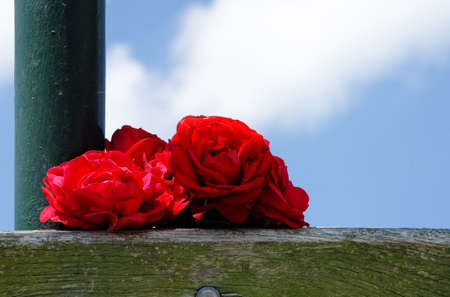 The close up of red roses on a wooden framework                       の写真素材