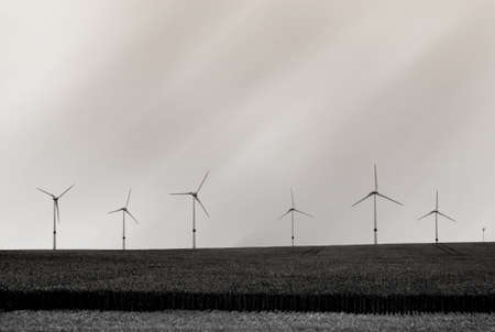 The photograph of windmills behind a cornfield                