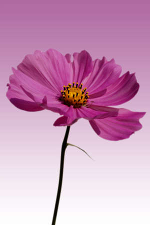 A Cosmea against a homogeny の写真素材