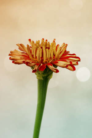 The macro close-up of the red flower of a isolated Zinnia               の写真素材