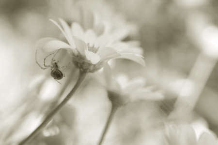 A spider that hangs on a daisy in closeup                  の写真素材