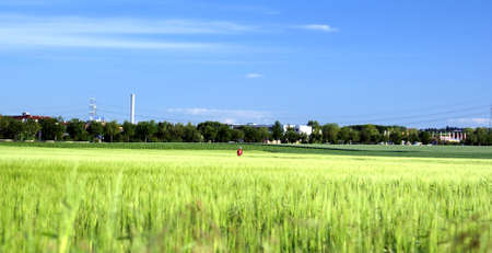 Mainz, Germany - May 30, 2009  A jogger runs in a red dress along a green corn field on May 30, 2009 in Mainz のeditorial素材