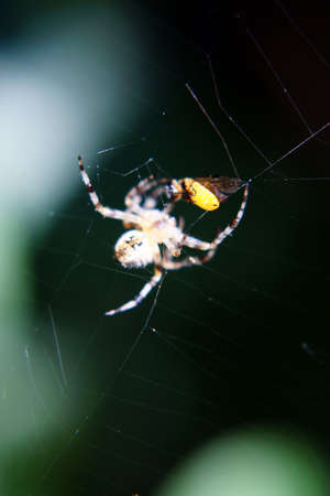 The photograph of a spider, which wraps its prey                     の写真素材