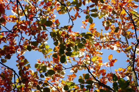 The photograph of the tree crown and the roof of a tree in autumn                     