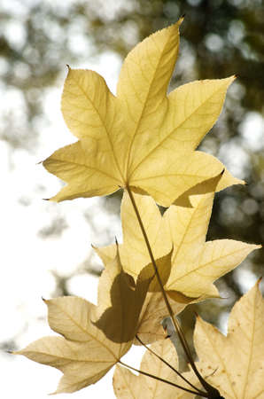 The photograph of the yellow leaves of a Kalopanax septemlobus, in the fall               