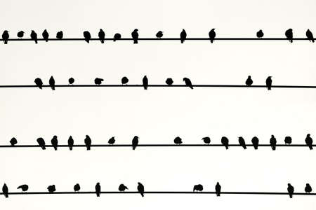 The Photography of birds sitting side by side on electric lines                  