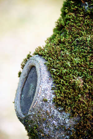 The close-up of a moss-covered snag                      の写真素材