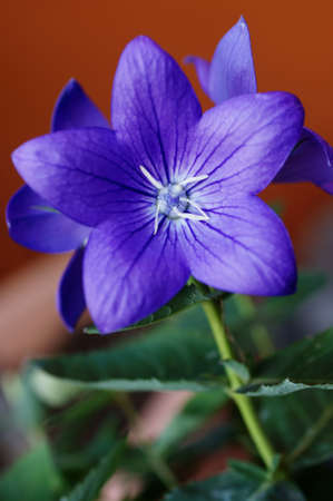 The close up of a purple flower balloon flower                     の写真素材