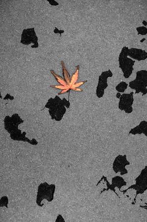 The close up of a red maple leaf fallen on a rainy granite stone                    の写真素材