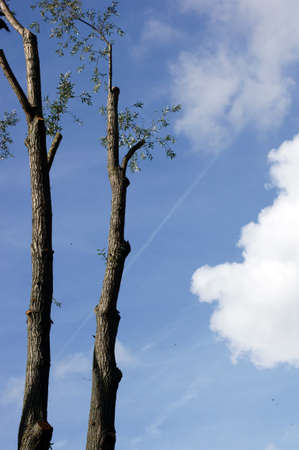 The photograph of two trees against a blue autumn sky 