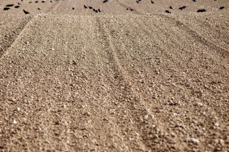 The photograph of a burst field where crows searching for food                    の写真素材
