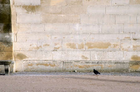 The photograph of a pigeon against a sandstone wall                の写真素材