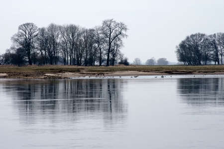 A colony of wild geese on the river Elbe in a nature reserve                 の写真素材