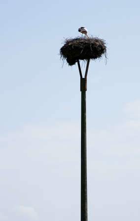 The photograph of a storks nest on a pole in which a stork feeding its offspring                   の写真素材