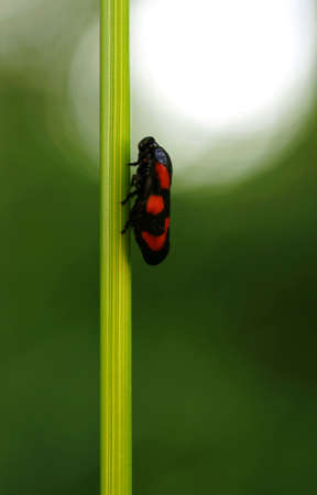 The macro photograph of a Cicada, Cercopis vulnerata , on a blade of grass               の写真素材