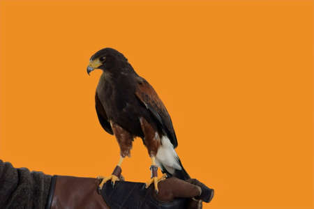 The photograph of an isolated Harris Hawk on the hand of a falconer             の写真素材