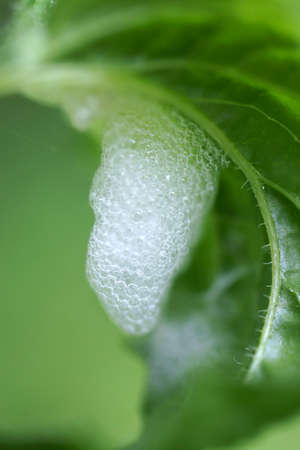 The photograph of a cocoon of foam nest               の写真素材