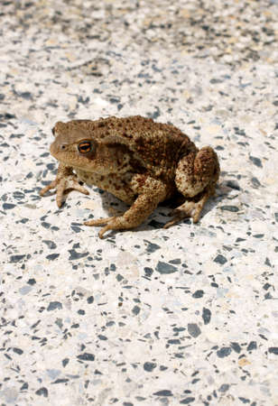 The close up of a toad which sits on a granite base                  