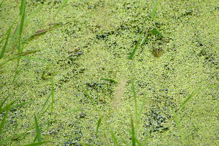 The close-up of a frog hiding in a pond with duckweed                   の写真素材