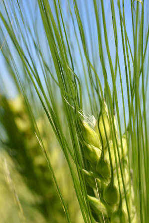 The macro photography of fresh green barley                  