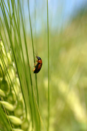 A ground beetle climbs up a green ear of barley                      の写真素材