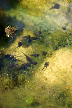 The Photography of tadpoles in a garden pond               の写真素材