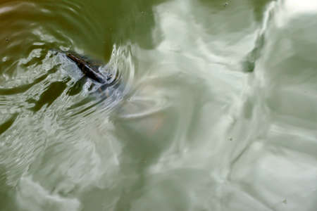 The Photography of the dorsal fin from a carp on the surface of a pond                   