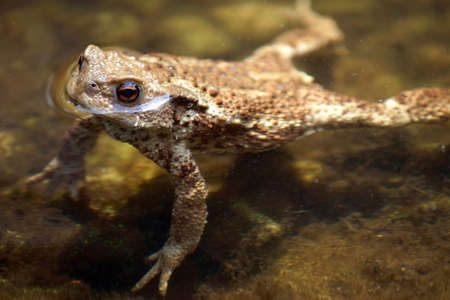 The closeup of a toad which floats in a pond             