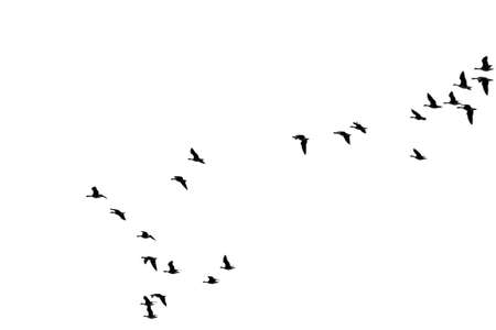 The photograph of a isolated flock of wild geese in flight formation                 の写真素材