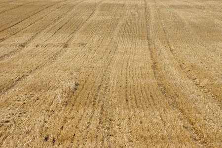 The photograph of a harvested corn fieldの写真素材