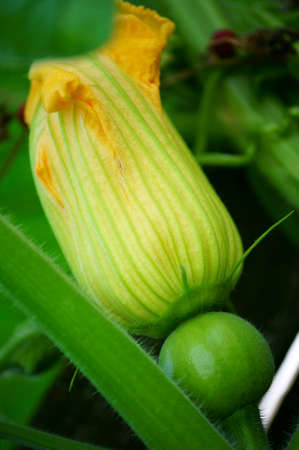 The photograph of the bud of a cucumber flower.の写真素材