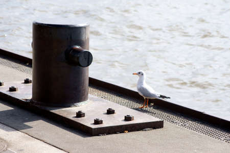 The photograph of a seagull which stands on a bollard.