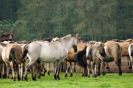 Duelmen, Germany - October 10, 2014: A herd of wild Duelmener horses grazing in a meadow of a wild horses train on October 10, 2014 in Duelmen.のeditorial素材