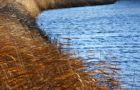 Sedges move: because of the wind の写真素材