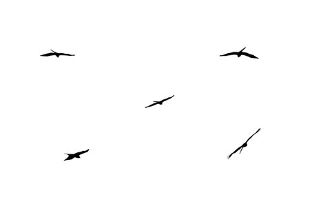 The silhouette of at isolated bird of prey in the execution of various flight maneuvers.
