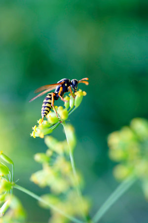 The macro closeup of a wasp on a flower umbel.の写真素材