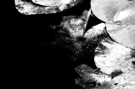 Rotted water lilies in a pond in autumn.の写真素材