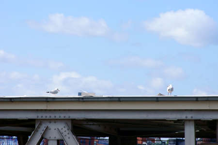 Two seagulls sitting on the roof of a bridge of steel rivets.の写真素材