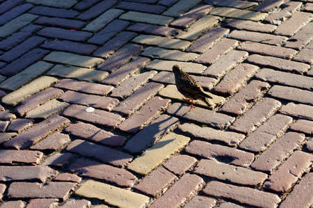 A curious Common starling in winter dress runs on a sidewalk pavement.の写真素材