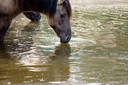 A horse is drinking water at a horse trough and is mirrored on the surface.の写真素材