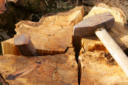 A wooden wedge was beaten into a wooden trunk with a hammer.の写真素材