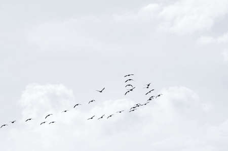 A flock of wild geese flying in good weather in the backlight.の写真素材