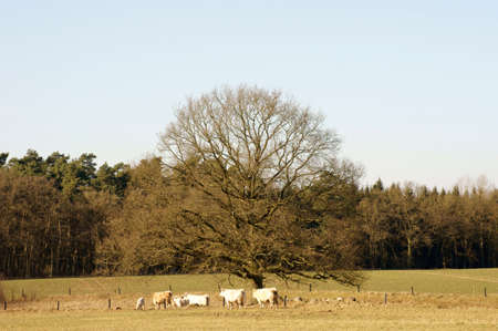A herd of white cows under an oak tree in a pasture.の写真素材